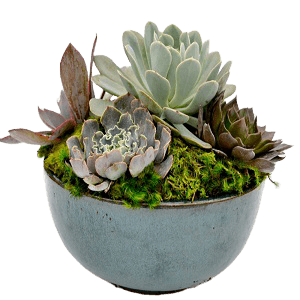 Seramik Saksıda Succulent